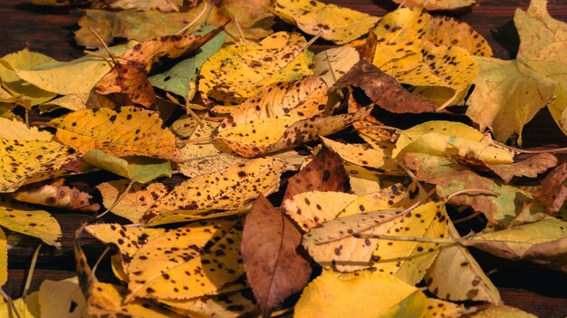 Foglie d'arancio su un tavolo di legno strutturato marrone Sfondo autunnale per il tuo desktop