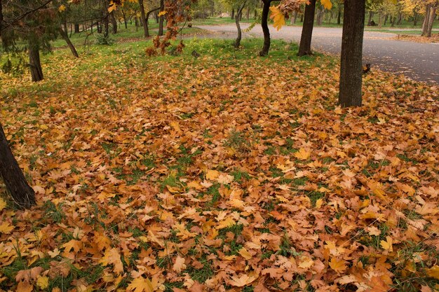 Foglie d'autunno a terra