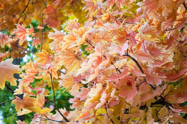 Foglie d&#39;autunno. Belle foglie di acero giallo. Rami d&#39;albero