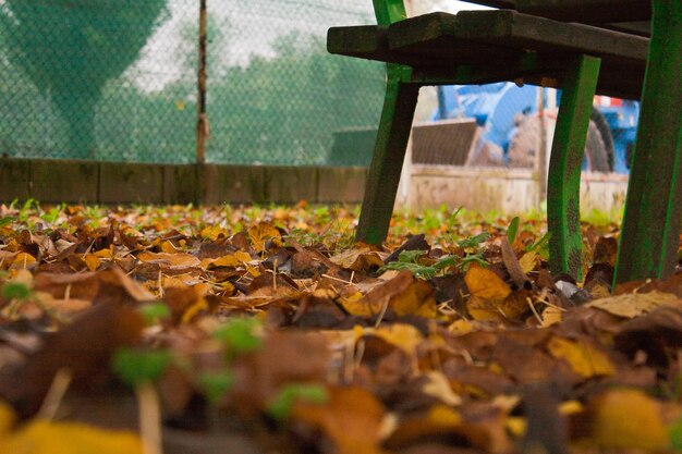 Foglie d'autunno cadute su una panchina