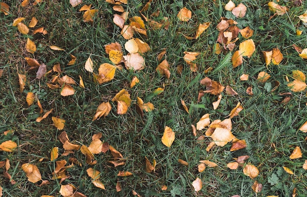 Foglie d'autunno cadute sullo sfondo dell'erba verde Vista superiore delle foglie d'autunno cadute sull'erba verde