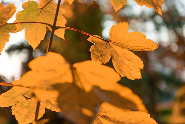 foglie d'autunno colore giallo primo piano in tempo soleggiato autunno