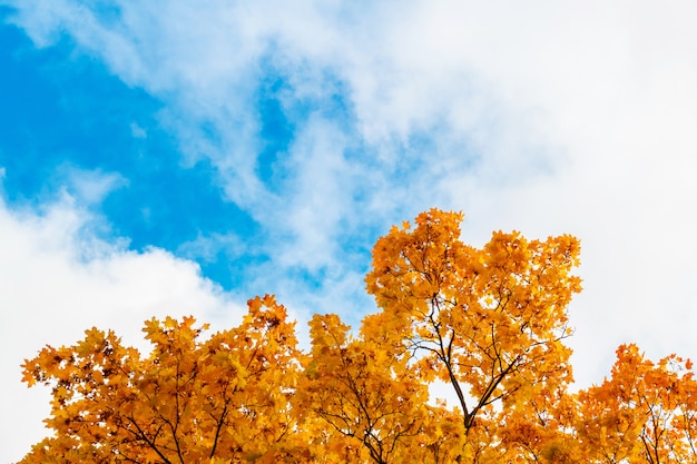 Foglie d&#39;autunno contro il cielo blu. telaio