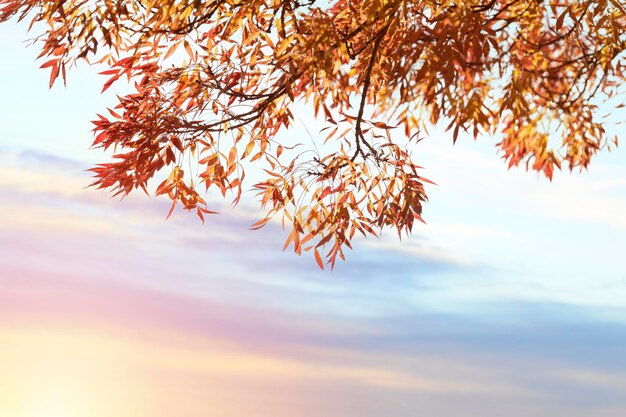 Foglie d'autunno contro il cielo con spazio vuoto al tramonto Foto di alta qualità per carta e calendario