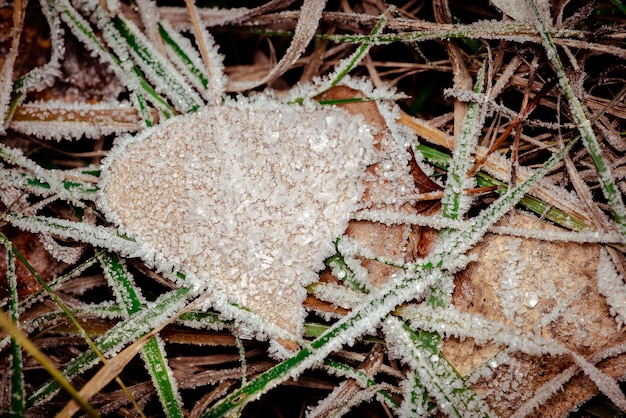 Foglie d'autunno dai colori vivaci con la polvere del gelo