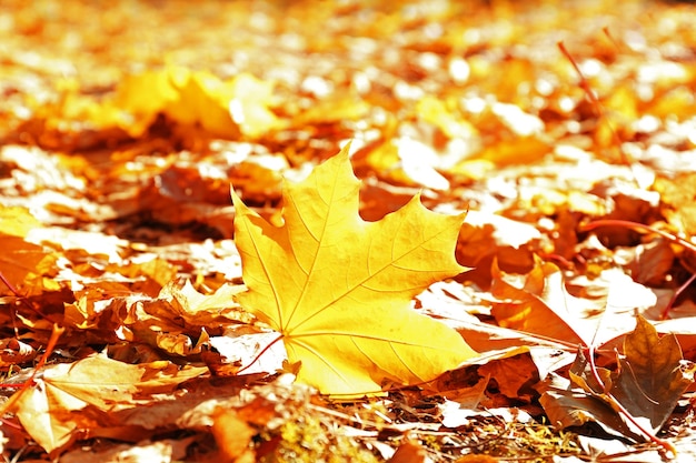 Foglie d'autunno dorate sul terreno da vicino