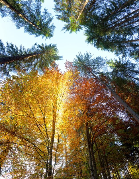 Foglie d'autunno e alberi con raggi di sole bellissimo sfondo stagionale cadono nella foresta