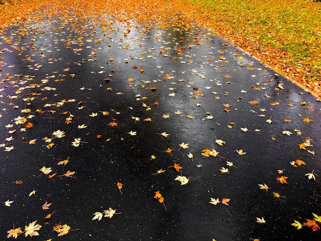 Foglie d'autunno e alberi sullo sfondo della natura