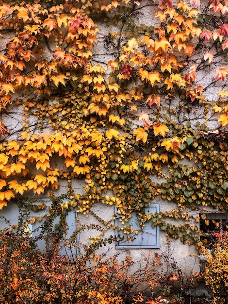 Foglie d'autunno e alberi sullo sfondo della natura