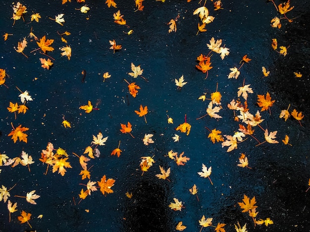 Foglie d'autunno e alberi sullo sfondo della natura