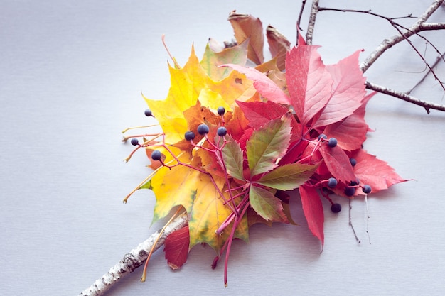 Foglie d'autunno e bacche su sfondo grigio