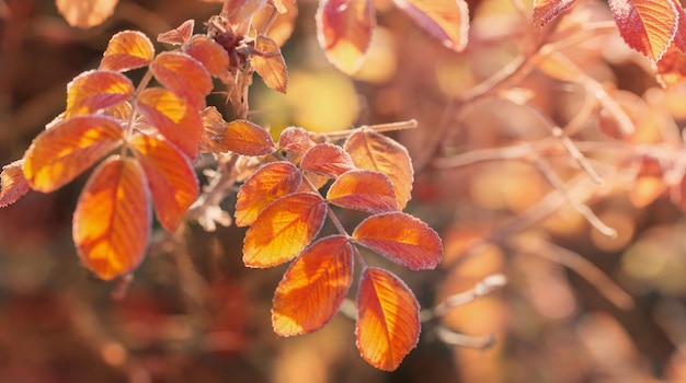 Foglie d'autunno e rosa canina in cristalli di gelo in una mattina di sole