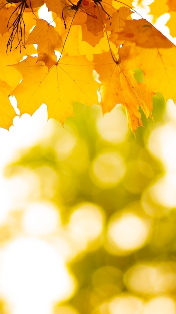 Foglie d'autunno. Fondo astratto della natura di autunno con le foglie dell'albero di acero. Sfondo autunnale