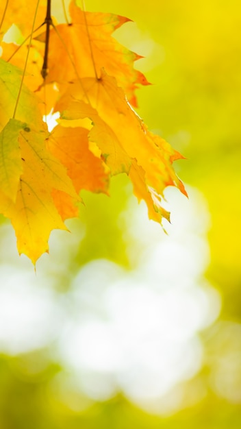 Foglie d'autunno. Fondo astratto della natura di autunno con le foglie dell'albero di acero. Sfondo autunnale