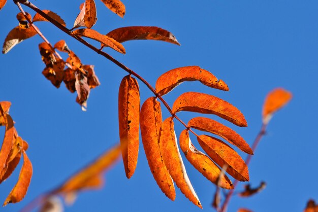 Foglie d&#39;autunno luminose