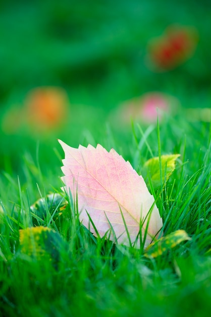 Foglie d'autunno per terra nel parco