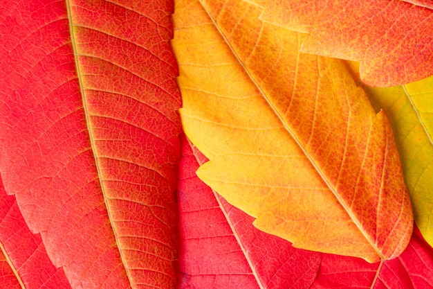 Foglie d'autunno rosse e arancioni sullo sfondo Tessura delle foglie d' autunno cadute Bellissimo autunno
