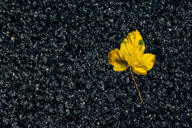 Foglie d'autunno su strada asfaltata