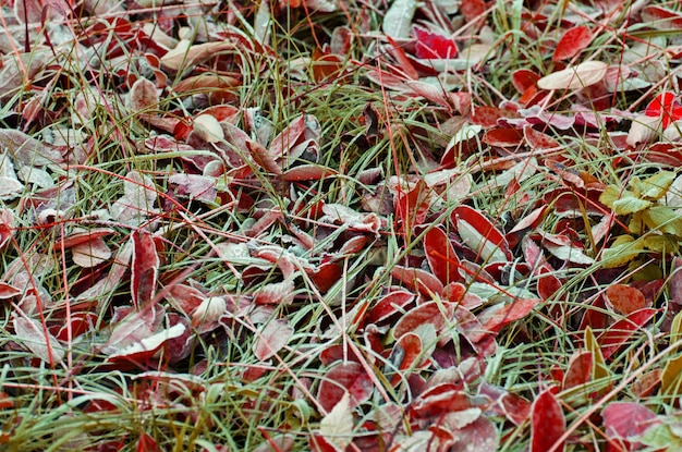 Foglie d'autunno sul sole Autunno caduta sfondo colorato Autunno foglia caduta