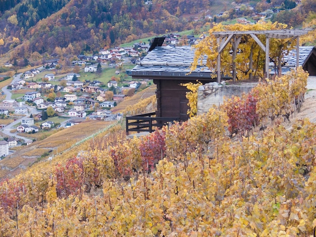 Foglie d'autunno sul tronco dell'albero