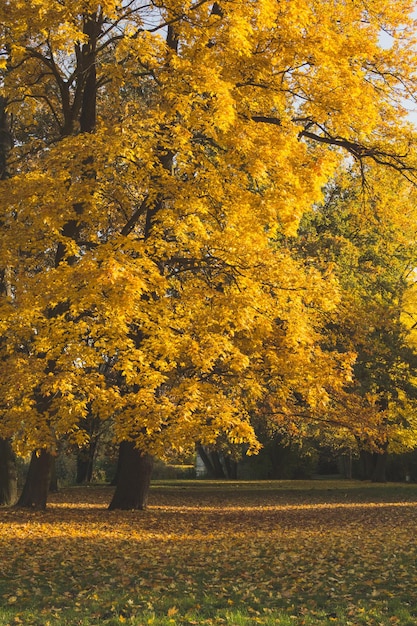 Foglie d'autunno sul tronco dell'albero