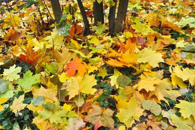 Foglie d'autunno sull'erba del Parco