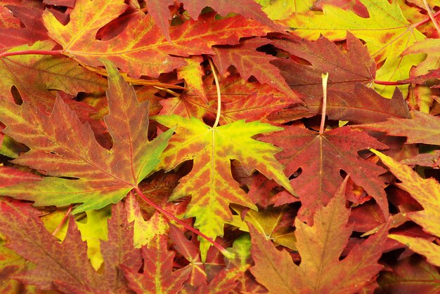 Foglie d&#39;autunno vettore libero