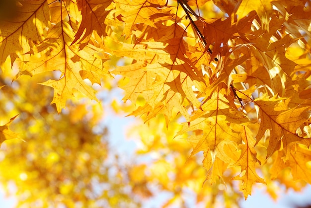 Foglie d&#39;autunno vettore libero