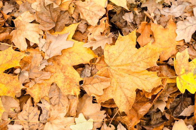 Foglie d&#39;autunno vettore libero