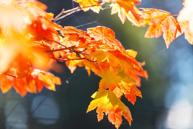 Foglie d&#39;autunno vettore libero