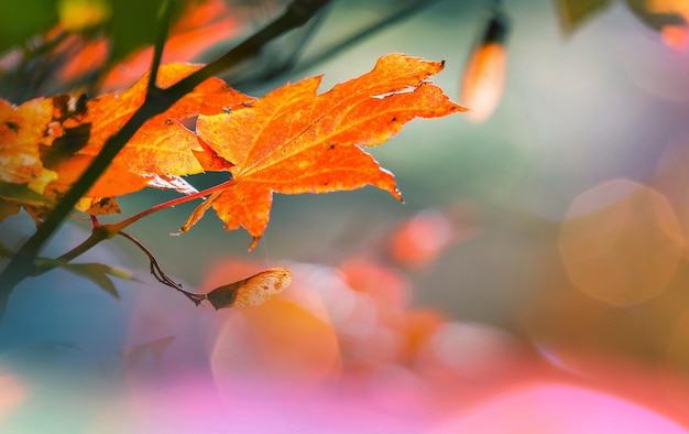 Foglie d&#39;autunno vettore libero