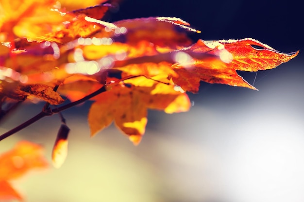 Foglie d&#39;autunno vettore libero