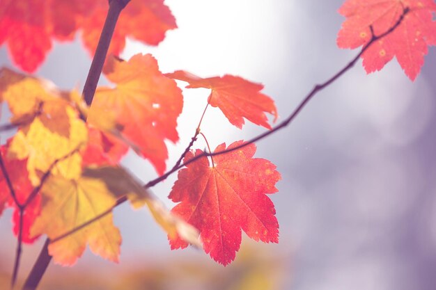 Foglie d&#39;autunno vettore libero