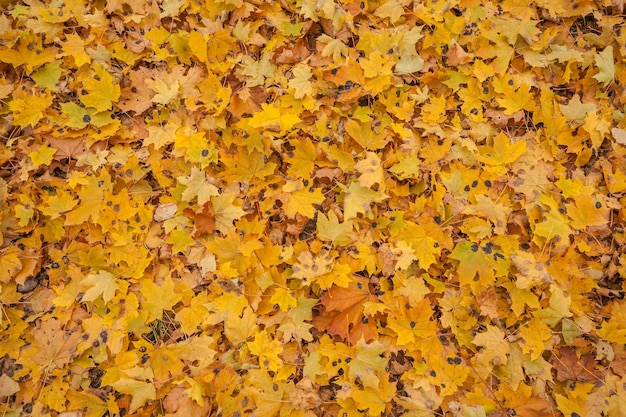 Foglie d&#39;autunno vettore libero