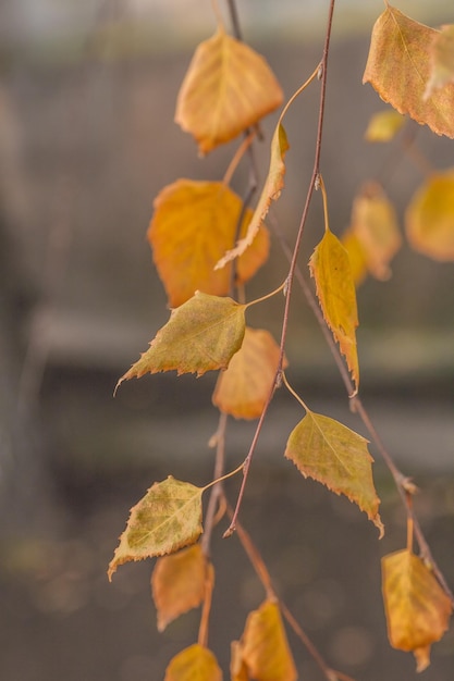 Foglie d&#39;autunno vettore libero