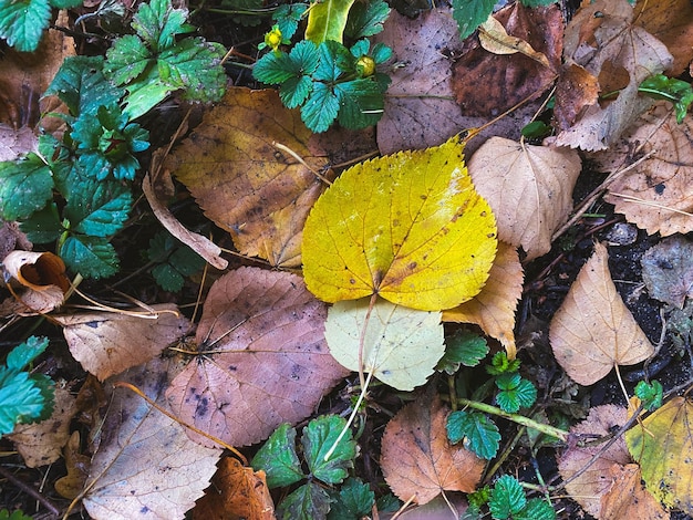 Foglie d&#39;autunno vettore libero