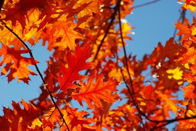 Foglie d&#39;autunno vettore libero