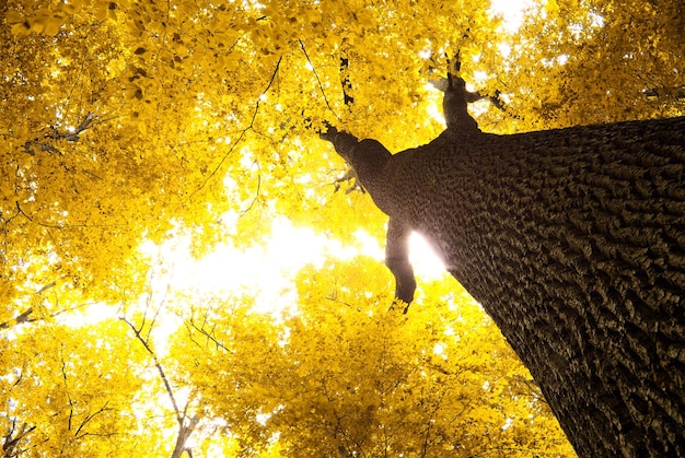 Foglie d&#39;autunno vettore libero