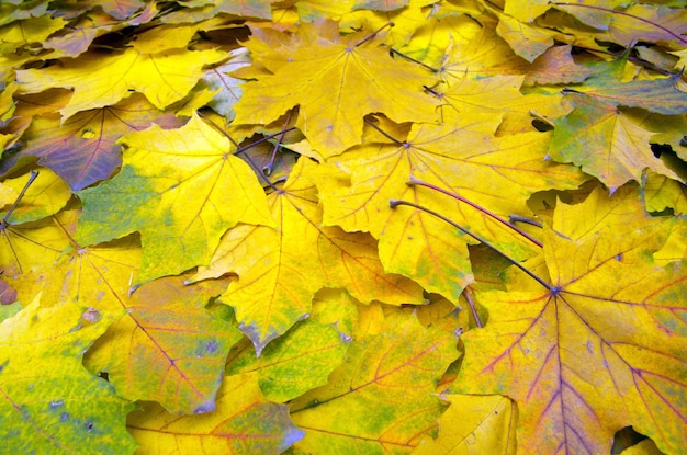 Foglie d&#39;autunno vettore libero