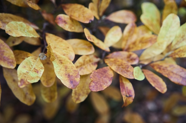 Foglie d&#39;autunno