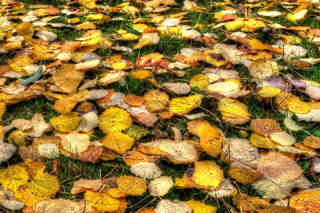 Foglie d'autunno