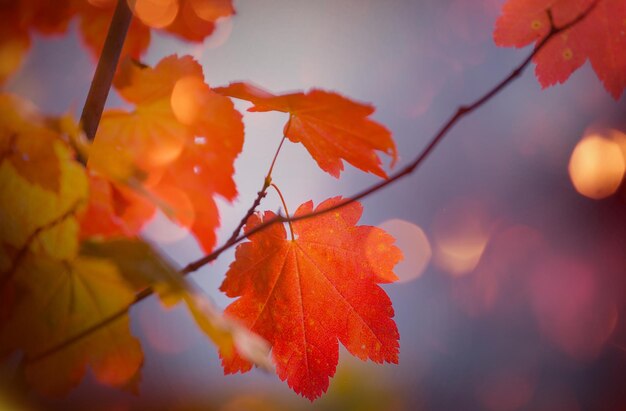 Foglie d'autunno