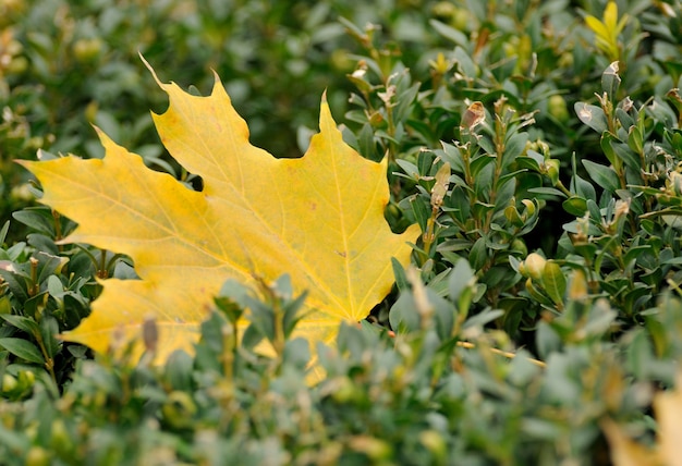 Foglie d'autunno.