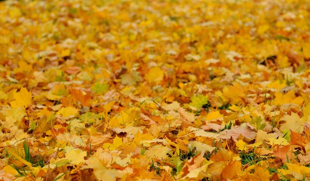 Foglie d'autunno.