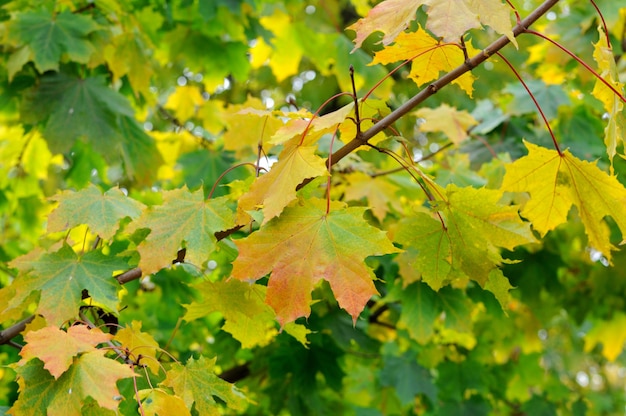 Foglie d'autunno.