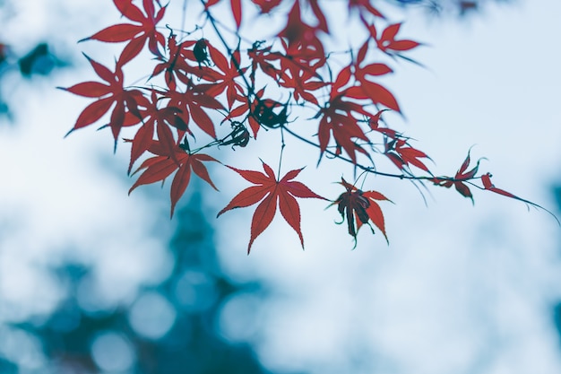 Foglie d&#39;autunno