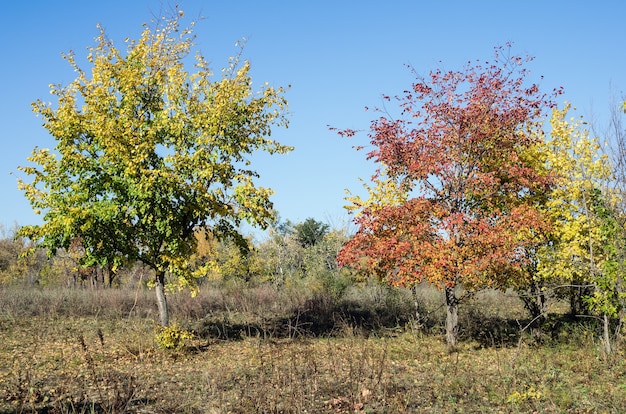 Foglie d'autunno