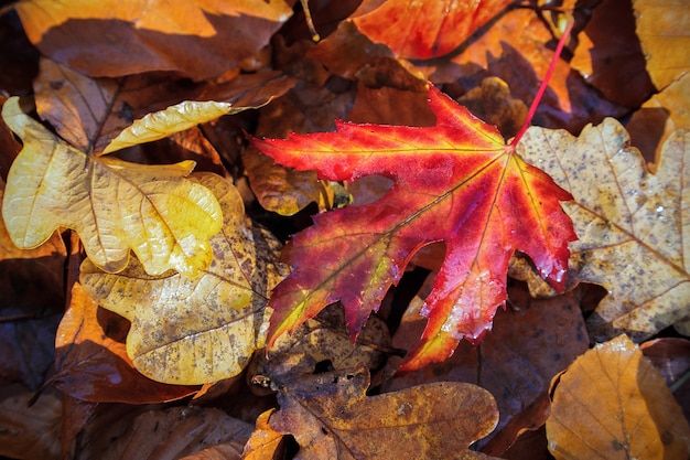 Foglie d'autunno