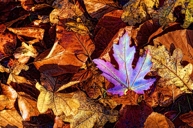 Foglie d'autunno