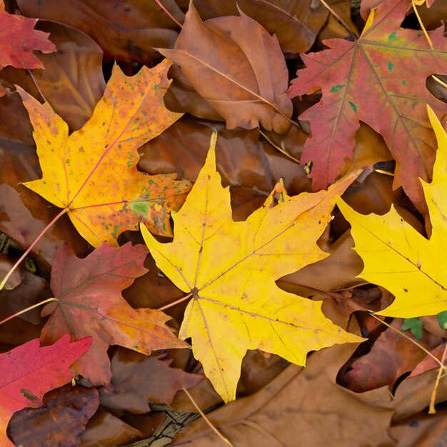 Foglie d'autunno